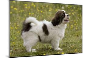 Tibetan Spaniel Puppy 8 Weeks Old-null-Mounted Photographic Print