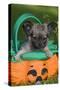 Tibetan Spaniel Puppy in Garden in Pumpkin-null-Stretched Canvas