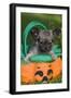 Tibetan Spaniel Puppy in Garden in Pumpkin-null-Framed Photographic Print