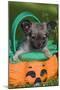 Tibetan Spaniel Puppy in Garden in Pumpkin-null-Mounted Photographic Print