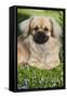 Tibetan Spaniel Puppy in Garden-null-Framed Stretched Canvas