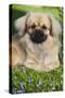 Tibetan Spaniel Puppy in Garden-null-Stretched Canvas