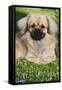 Tibetan Spaniel Puppy in Garden-null-Framed Stretched Canvas