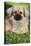 Tibetan Spaniel Puppy in Garden-null-Stretched Canvas