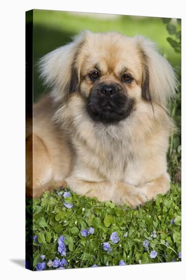 Tibetan Spaniel Puppy in Garden-null-Stretched Canvas