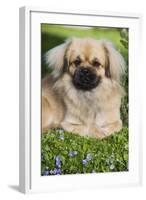 Tibetan Spaniel Puppy in Garden-null-Framed Photographic Print