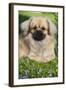 Tibetan Spaniel Puppy in Garden-null-Framed Photographic Print