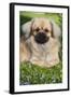 Tibetan Spaniel Puppy in Garden-null-Framed Photographic Print