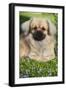 Tibetan Spaniel Puppy in Garden-null-Framed Photographic Print