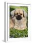 Tibetan Spaniel Puppy in Garden-null-Framed Photographic Print