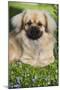 Tibetan Spaniel Puppy in Garden-null-Mounted Photographic Print