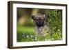 Tibetan Spaniel Puppy in Garden-null-Framed Photographic Print