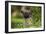 Tibetan Spaniel Puppy in Garden-null-Framed Photographic Print