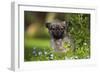 Tibetan Spaniel Puppy in Garden-null-Framed Photographic Print