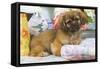 Tibetan Spaniel Puppy-null-Framed Stretched Canvas
