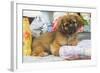 Tibetan Spaniel Puppy-null-Framed Photographic Print
