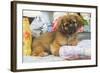 Tibetan Spaniel Puppy-null-Framed Photographic Print