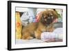 Tibetan Spaniel Puppy-null-Framed Photographic Print