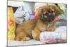 Tibetan Spaniel Puppy-null-Mounted Photographic Print