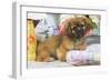 Tibetan Spaniel Puppy-null-Framed Photographic Print