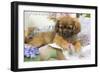 Tibetan Spaniel Puppy-null-Framed Photographic Print