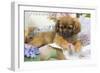 Tibetan Spaniel Puppy-null-Framed Photographic Print