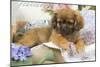 Tibetan Spaniel Puppy-null-Mounted Photographic Print