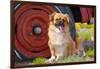 Tibetan Spaniel Sitting Near Old Car-Zandria Muench Beraldo-Framed Photographic Print