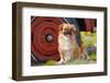 Tibetan Spaniel Sitting Near Old Car-Zandria Muench Beraldo-Framed Photographic Print