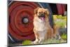 Tibetan Spaniel Sitting Near Old Car-Zandria Muench Beraldo-Mounted Photographic Print