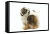 Tibetan Spaniel Two Puppies in Studio-null-Framed Stretched Canvas