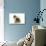 Tibetan Spaniel Two Puppies in Studio-null-Stretched Canvas displayed on a wall