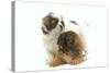 Tibetan Spaniel Two Puppies in Studio-null-Stretched Canvas