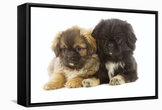 Tibetan Spaniel Two Puppies in Studio-null-Framed Stretched Canvas