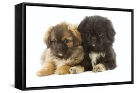 Tibetan Spaniel Two Puppies in Studio-null-Framed Stretched Canvas