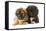 Tibetan Spaniel Two Puppies in Studio-null-Framed Stretched Canvas