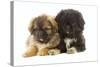 Tibetan Spaniel Two Puppies in Studio-null-Stretched Canvas