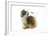 Tibetan Spaniel Two Puppies in Studio-null-Framed Photographic Print