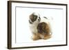 Tibetan Spaniel Two Puppies in Studio-null-Framed Photographic Print