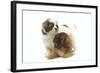 Tibetan Spaniel Two Puppies in Studio-null-Framed Photographic Print