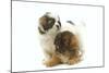 Tibetan Spaniel Two Puppies in Studio-null-Mounted Photographic Print