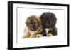 Tibetan Spaniel Two Puppies in Studio-null-Framed Photographic Print