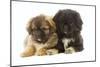 Tibetan Spaniel Two Puppies in Studio-null-Mounted Photographic Print