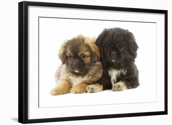 Tibetan Spaniel Two Puppies in Studio-null-Framed Photographic Print