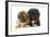 Tibetan Spaniel Two Puppies in Studio-null-Framed Photographic Print