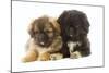 Tibetan Spaniel Two Puppies in Studio-null-Mounted Photographic Print