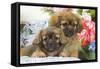 Tibetan Spaniel Two Puppies with Flowers-null-Framed Stretched Canvas