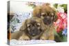 Tibetan Spaniel Two Puppies with Flowers-null-Stretched Canvas