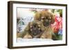 Tibetan Spaniel Two Puppies with Flowers-null-Framed Photographic Print