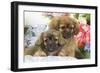 Tibetan Spaniel Two Puppies with Flowers-null-Framed Photographic Print